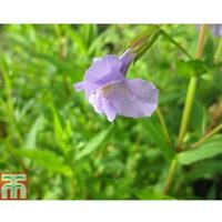 Mimulus ringens (Marginal Aquatic) - 1 x 1 litre potted mimulus plant