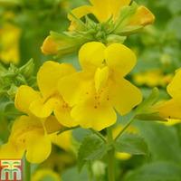 mimulus guttatus marginal aquatic 3 x 9cm potted mimulus plants