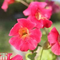 Mimulus cupreus \'Red Emperor\' (Marginal Aquatic) - 3 x 9cm potted mimulus plants