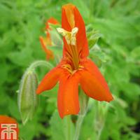 Mimulus cardinalis (Marginal Aquatic) - 3 x 9cm potted mimulus plants