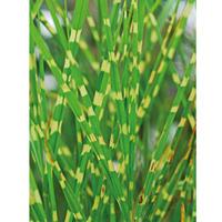 Miscanthus sinensis \'Zebrinus\'...