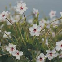 Mirabilis longiflora - 1 packet (30 mirabilis seeds)