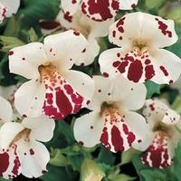 mimulus x hybridus monkey magic f1 hybrid 1 packet 40 mimulus seeds