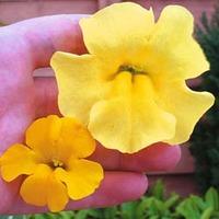 Mimulus x hybridus \'Maximus Mixed\' - 1 packet (40 mimulus seeds)