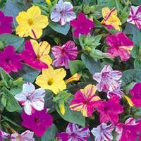 Mirabilis jalapa \'Broken Colours\' - 1 packet (50 mirabilis seeds)