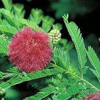 Mimosa pudica - 1 packet (100 mimosa seeds)