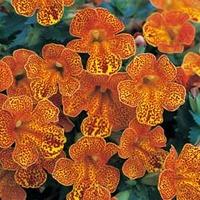 Mimulus x hybridus \'Magic Yellow Flame\' F1 Hybrid - 1 packet (40 mimulus seeds)