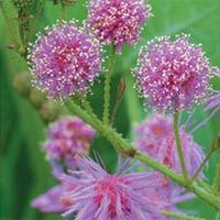 Mimosa nuttallii \'Pink Sparkles\' - 1 packet (20 mimosa seeds)