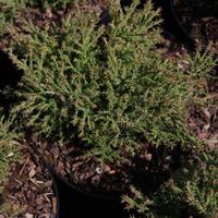 Microbiota decussata \'Fuzzball\...