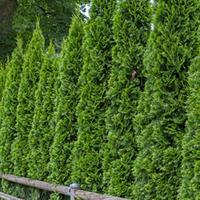 Microbiota decussata (Large Plan...