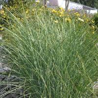 Miscanthus sinensis \'Gracillimus\' (Large Plant) - 1 x 1 litre potted miscanthus plant