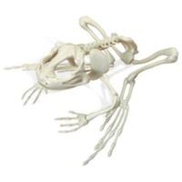 Miniland Skelet Frog