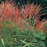 Miscanthus \'Purpurascens\' - 3 miscanthus plants in 9cm pots