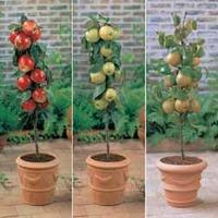 Mini Apple and Pear Tree Collection - 3 plants in 9cm pots - 1 of each variety