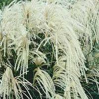 Miscanthus sinensis \'Silberspinne\' - 3 miscanthus plants in 9cm pots