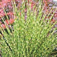 miscanthus sinensis zebrinus 1 miscanthus plant in 9cm pot