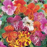 Mimulus \'Leopard Print Mix\' - 24 mimulus plug tray plants