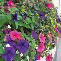 mixed selection pre45planted hanging basket 2 pre planted hanging bask ...