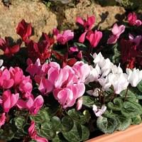 mini cyclamen patio collection 6 large plants