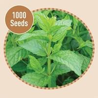 Mint 1000 Seeds