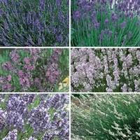 Mixed Lavender Groundcover 6 Plants 9cm Pot