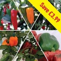 mixed peppers pack 12 large plants