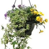 mixed floral 1 pre planted hanging basket delivery period 1