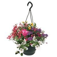 Mixed Floral 1 Pre-Planted Hanging Basket
