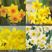 Miniature Daffodil Collection - 100 bulbs - 25 of each variety