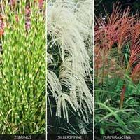 miscanthus grass collection 3 miscanthus plants in 9cm pots 1 of each  ...
