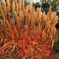 Miscanthus \'Indian Summer\' - 1 miscanthus plant in 9cm pot