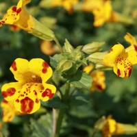 Mimulus x cultorum \'Major Bees\' (Large Plant) - 2 mimulus plants in 1 litre pots