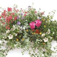 mixed floral 2 pre planted troughs