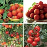 Mixed Tomatoes Pack 12 Jumbo Plants