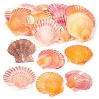 Mini Scallop Shells (Pack of 40)