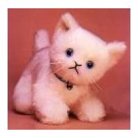 Minicraft Cuddly Soft Toy Making Kit Kitten