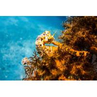 Mornington Peninsula Small-Group Seahorses Snorkel Tour