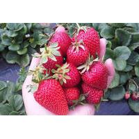 Mornington Peninsula including Strawberry Farm Day Tour from Melbourne