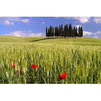 Montalcino, Orcia Valley, Pienza and Montepulciano: Wine and Cheese Tasting Guided Tour from Florence