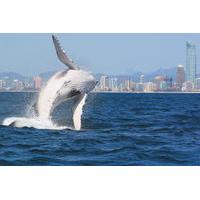 Morning or Afternoon Gold Coast Whale Watching Cruise