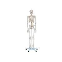 model life size skeleton 170 cm