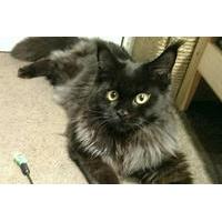 Moscow Cat-CafÃ© Experience