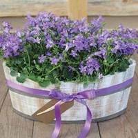 mothers day campanula in wooden planter