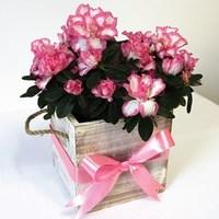 Mother's Day Azalea in Wooden Planter