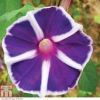 Morning Glory \'Windmill Lavender Blue\' - 6 morning glory Postiplug plants