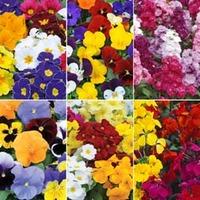 most scented bumper pack 72 plug plants 12 of each variety
