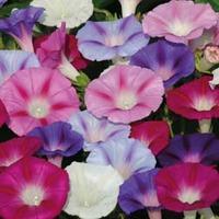 morning glory lazy luxe 1 packet 35 morning glory seeds