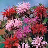 Monarda didyma \'T&M Superb Mixed\' - 1 packet (80 monarda seeds)