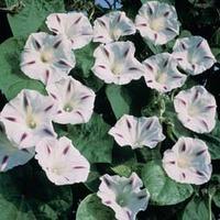 Morning Glory \'Milky Way\' - 1 packet (25 morning glory seeds)
