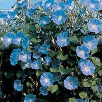 Morning Glory \'Heavenly Blue\' - 1 packet (50 morning glory seeds)
